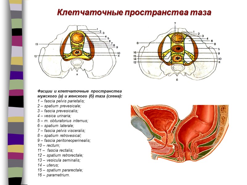 Фасции и клетчаточные пространства мужского (а) и женского (б) таза (схема):  1 –